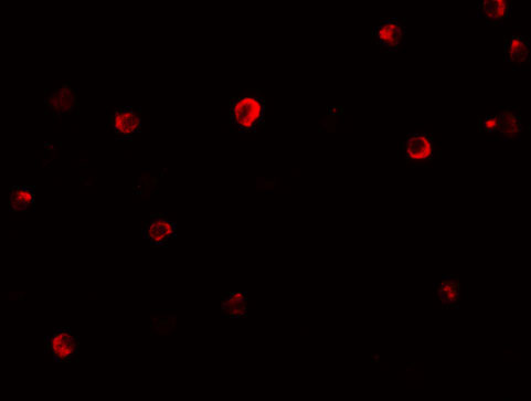 3 - IRF4 Antibody ASC11324