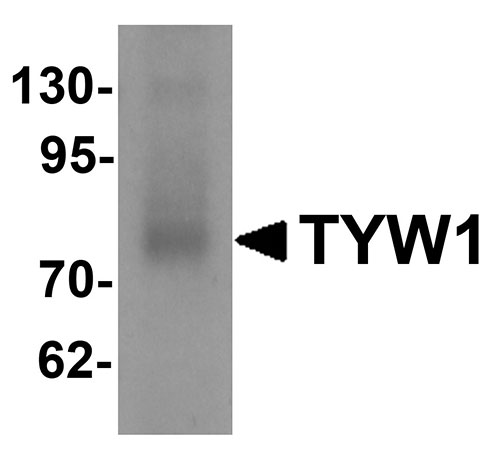 1 - TYW1 Antibody ASC11333