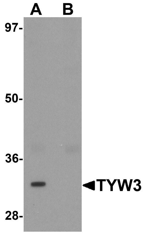 1 - TYW3 Antibody ASC11335