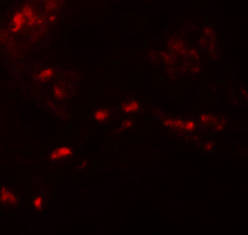 3 - SPRYD4 Antibody ASC11349