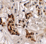 2 - SPRYD4 Antibody ASC11349