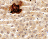 2 - SYTL5 Antibody ASC11352