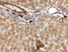 2 - IFTLD1 Antibody ASC11362