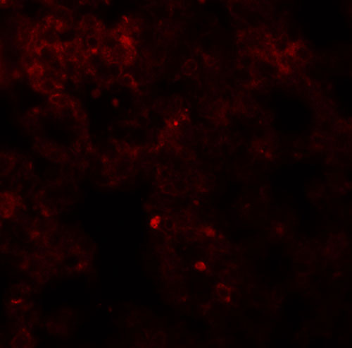3 - Coronin 7 Antibody ASC11364