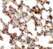 2 - Coronin 7 Antibody ASC11364