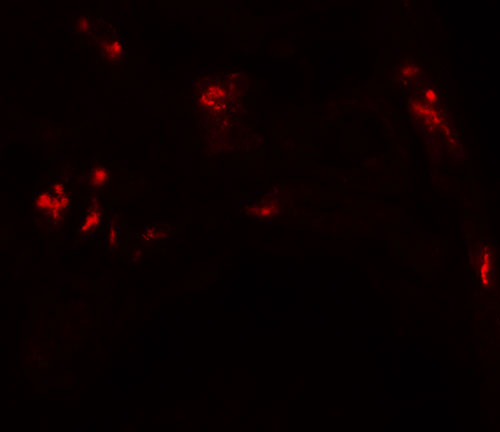 3 - DBX1 Antibody ASC11366