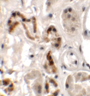 2 - DBX1 Antibody ASC11366