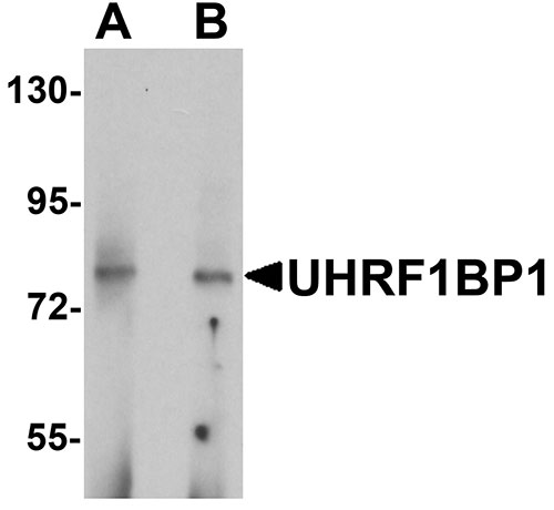 1 - UHRF1BP1 Antibody ASC11367