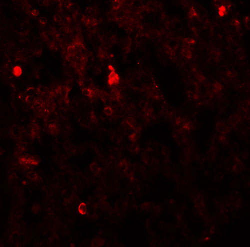 3 - FXYD7 Antibody ASC11369