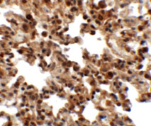 2 - FXYD7 Antibody ASC11369