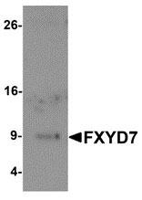 1 - FXYD7 Antibody ASC11369
