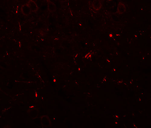 3 - SEC62 Antibody ASC11371