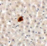 2 - EI24 Antibody ASC11374