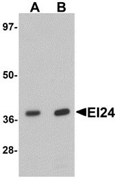1 - EI24 Antibody ASC11374