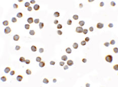8 - HIG1 Antibody ASC11375