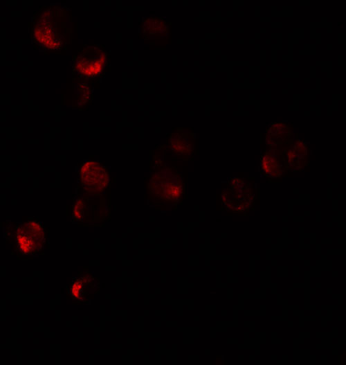 3 - HIG1 Antibody ASC11375