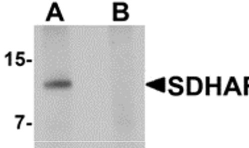 1 - SDHAF2 Antibody ASC11381