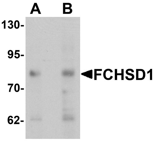 1 - FCHSD1 Antibody ASC11382