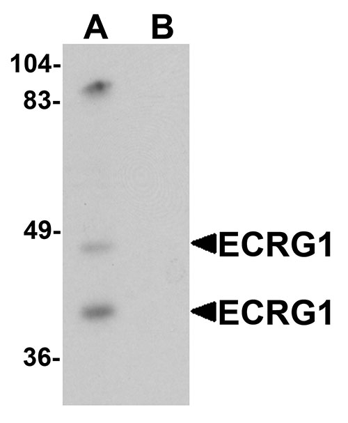 1 - ECRG1 Antibody ASC11385