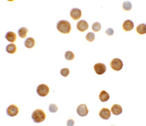 8 - ECRG4 Antibody ASC11387