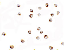 8 - TGM7 Antibody ASC11389