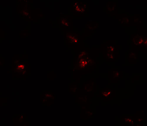 3 - TGM7 Antibody ASC11389