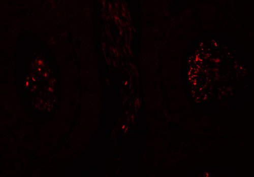 3 - SPATA1 Antibody ASC11393