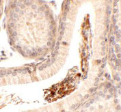 2 - SPATA1 Antibody ASC11393