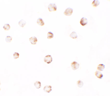 8 - PIWI-L2 Antibody ASC11402