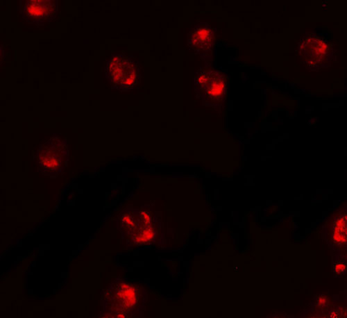 3 - PIWI-L2 Antibody ASC11402