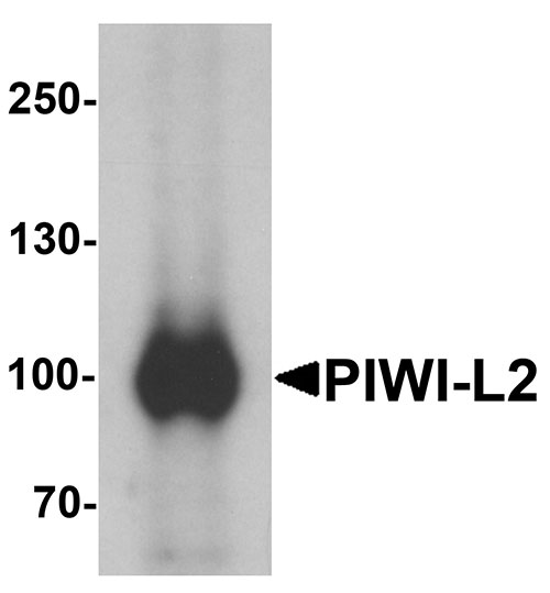 1 - PIWI-L2 Antibody ASC11402