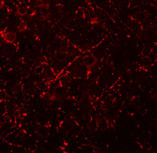 3 - MS4A6A Antibody ASC11403