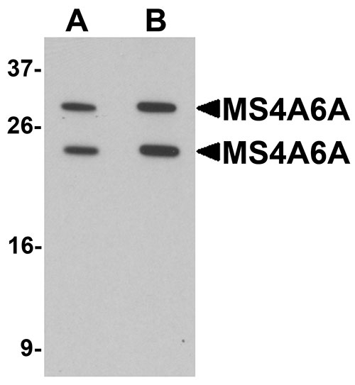 1 - MS4A6A Antibody ASC11403