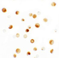 8 - Thymopoietin Antibody ASC11407