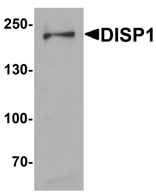 1 - DISP1 Antibody ASC11417