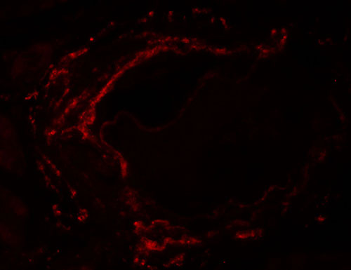 3 - LZTS2 Antibody ASC11420