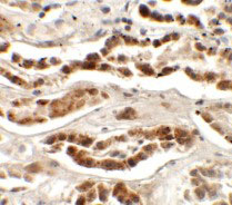 2 - LZTS2 Antibody ASC11420