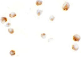 8 - KPNA5 Antibody ASC11428