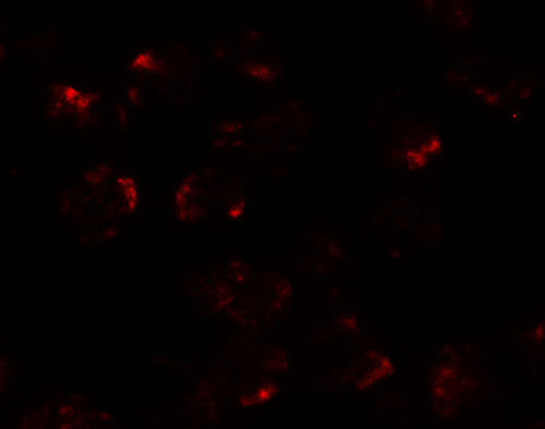 3 - KPNA5 Antibody ASC11428
