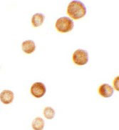 8 - CASKIN2 Antibody ASC11431