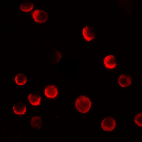 3 - CASKIN2 Antibody ASC11431
