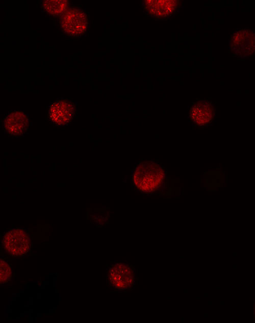 3 - GBP6 Antibody ASC11439