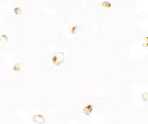8 - B9D1 Antibody ASC11440