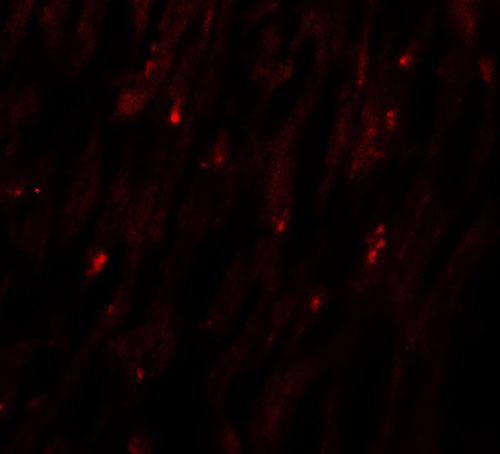 3 - MLIP Antibody ASC11441