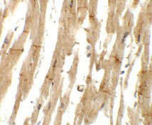 2 - MLIP Antibody ASC11441