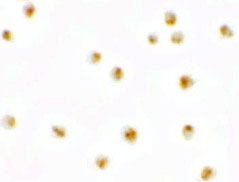 8 - PIERCE1 Antibody ASC11442