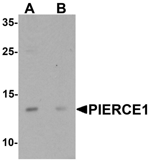 1 - PIERCE1 Antibody ASC11442