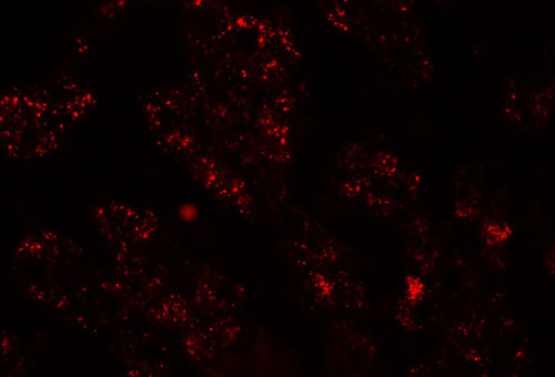 3 - NKX2-8 Antibody ASC11449