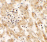 2 - NKX2-8 Antibody ASC11449