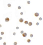 8 - YPEL1 Antibody ASC11456
